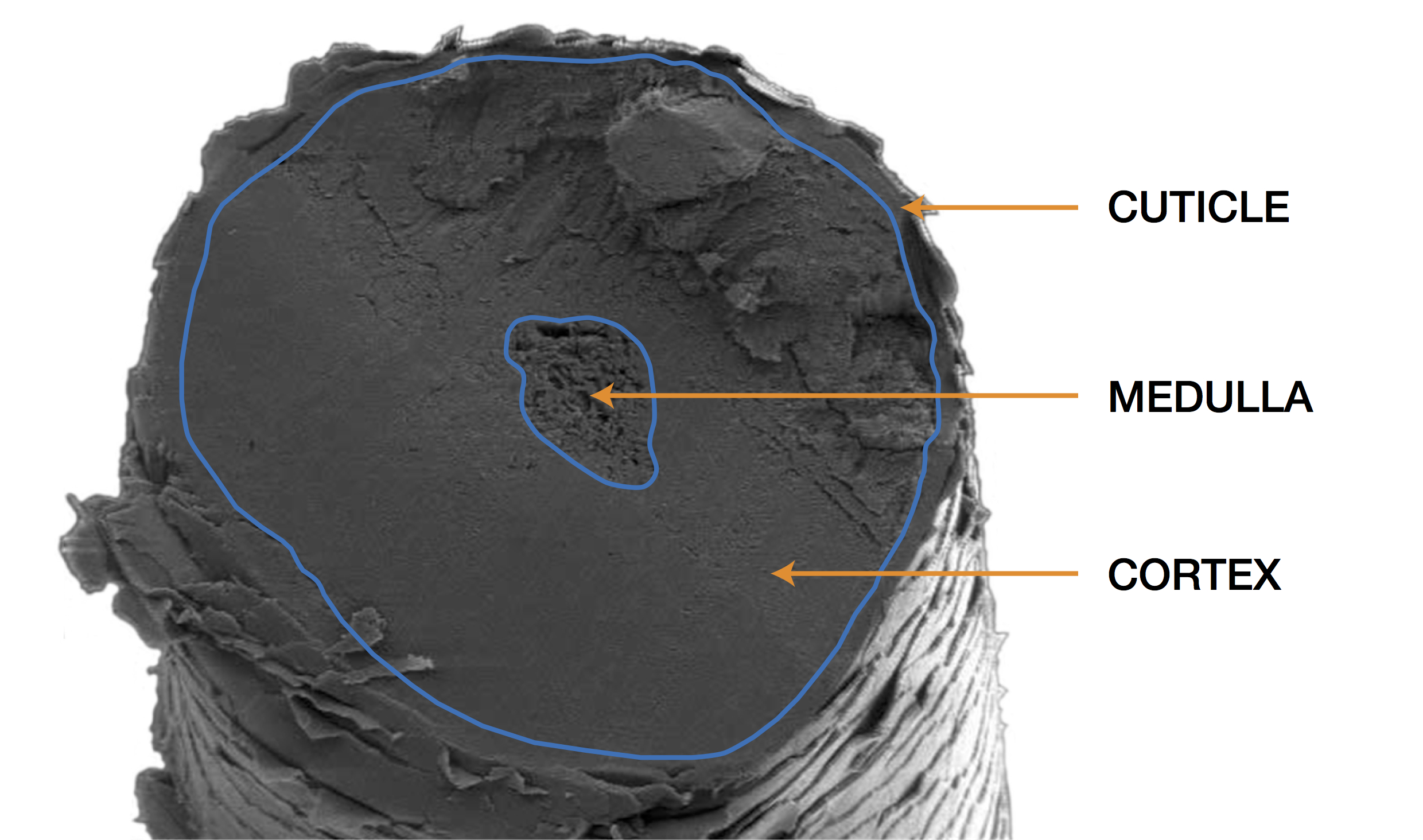 Understanding Galvanic Electrolysis And How Hair Grows Permanence