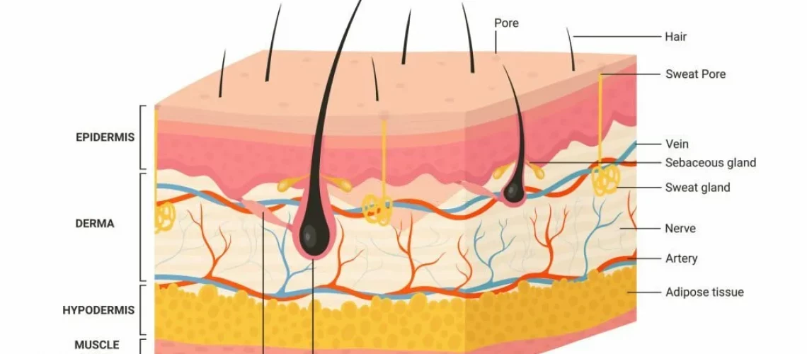 Skin layers, structure anatomy diagram